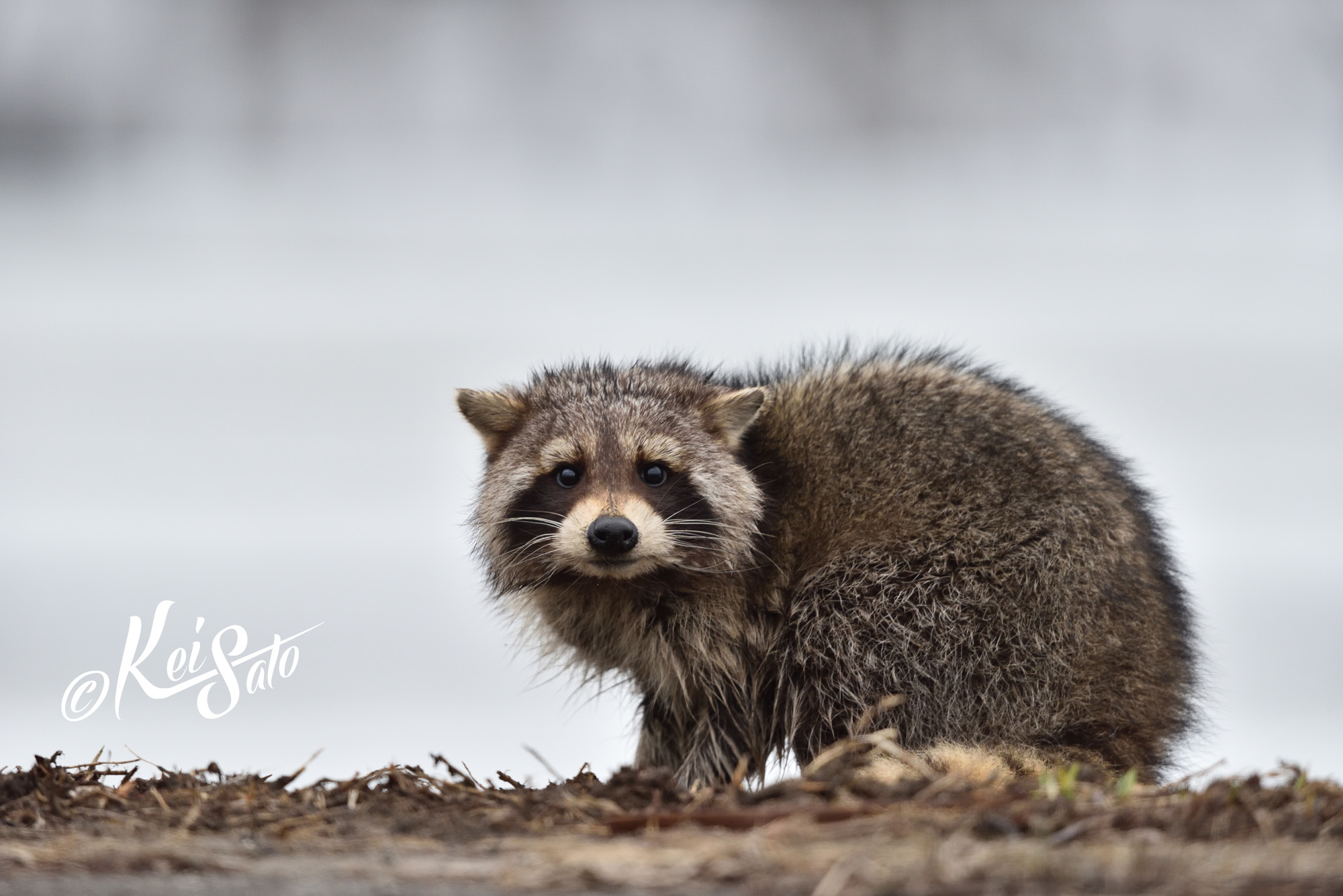 蝦夷生まれ蝦夷育ちのアライグマの憂鬱 動物写真家 佐藤 圭のｂｌｏｇ 北海道の自然と野生動物