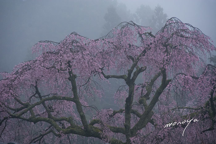 霧のしだれ桜_c0085877_19192913.jpg