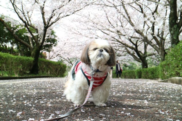 白水池公園の桜_f0058277_21133752.jpg