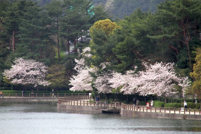 白水池公園の桜_f0058277_21261568.jpg