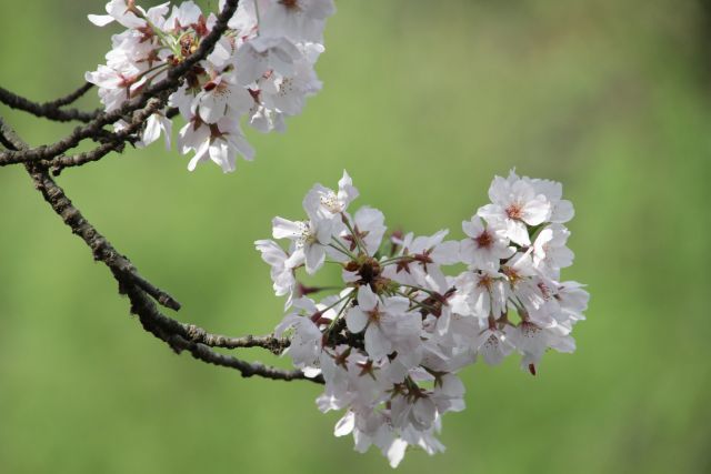 白水池公園の桜_f0058277_21471663.jpg