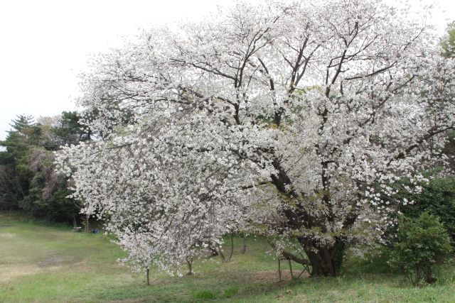 白水池公園の桜_f0058277_21562815.jpg