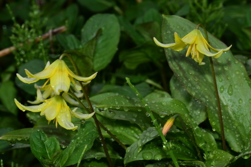 雨の植物園_f0348480_17373395.jpg