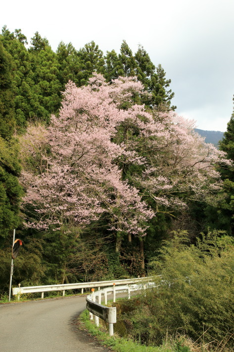 第５回桜まつり_c0358784_20584138.jpg