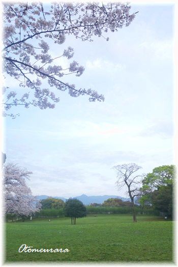 たんぽぽと桜　　さくら散歩11_a0287486_1112264.jpg