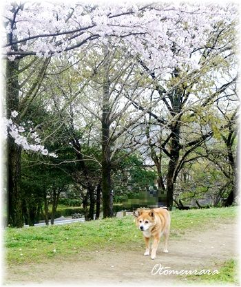 たんぽぽと桜　　さくら散歩11_a0287486_112166.jpg