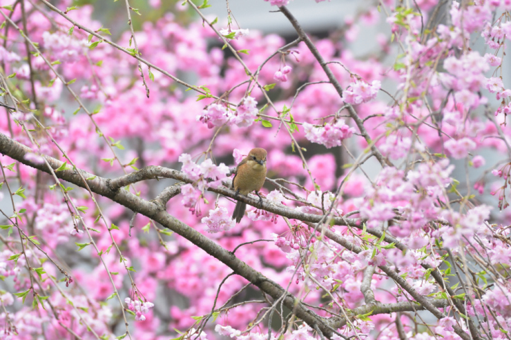 枝垂れ桜に_f0202686_15273729.jpg