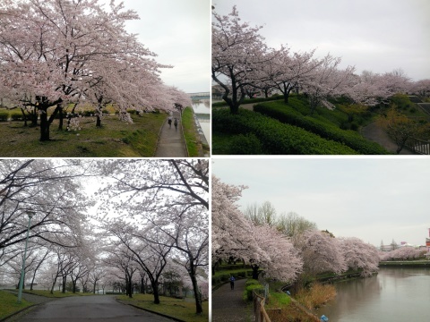 2017年の桜_c0195787_20443973.jpg