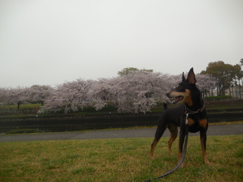 2017年の桜_c0195787_20452167.jpg