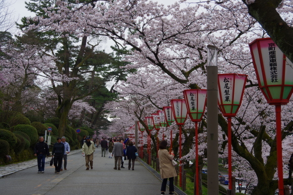 金沢桜　その２_e0362689_23235953.jpg