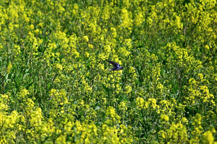 a0127090_9213279.jpg