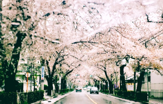 雨の桜のトンネルとカフェ_a0138490_19592030.jpg