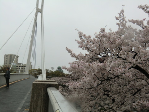 淀川桜街道　桜桜桜_b0176192_14392847.jpg