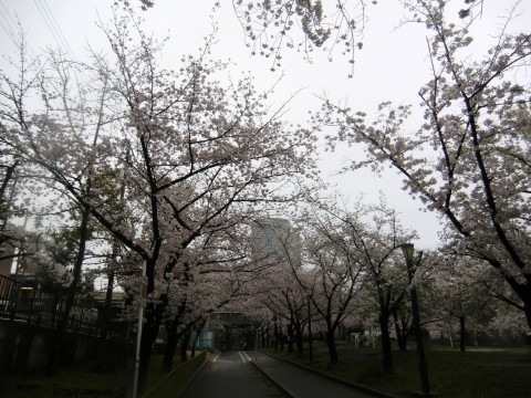 淀川桜街道　桜桜桜_b0176192_14421676.jpg