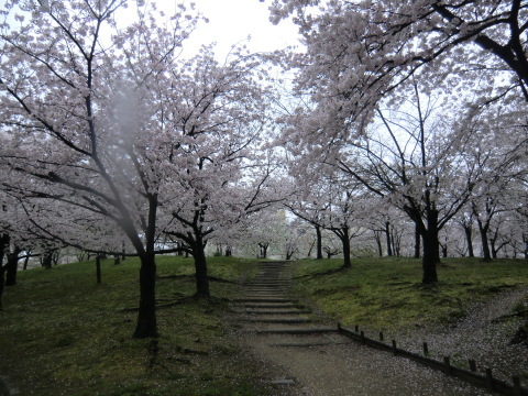 淀川桜街道　桜桜桜_b0176192_14423404.jpg