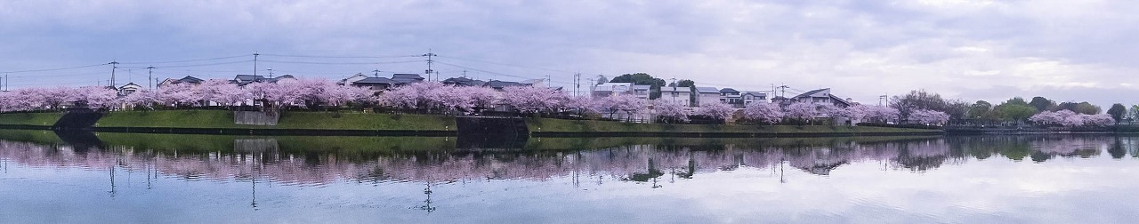 水辺公園の桜並木_e0176993_08011951.jpg