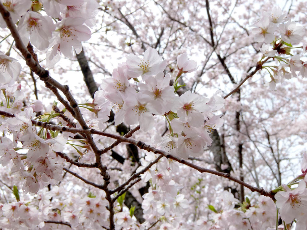 20170410千葉公園の桜_f0195002_12463288.jpg