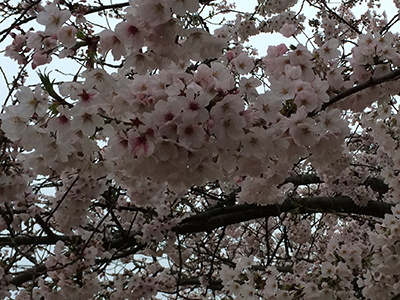 桜の季節はあっという間_f0126903_17480930.jpg