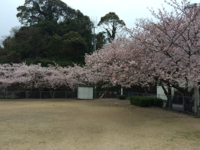 桜の季節はあっという間_f0126903_17483610.jpg