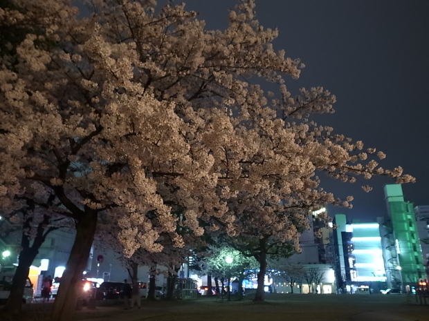 2017年の桜_f0197703_11271523.jpg