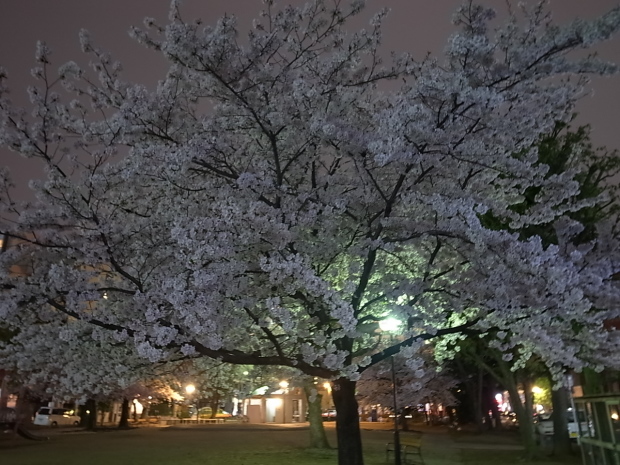 2017年の桜_f0197703_11280653.jpg