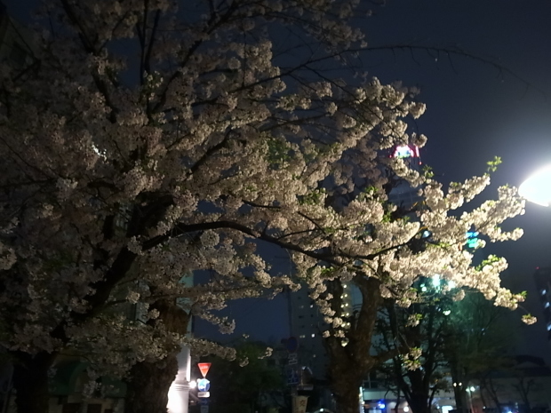 2017年の桜_f0197703_11294707.jpg