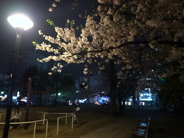 2017年の桜_f0197703_11302207.jpg