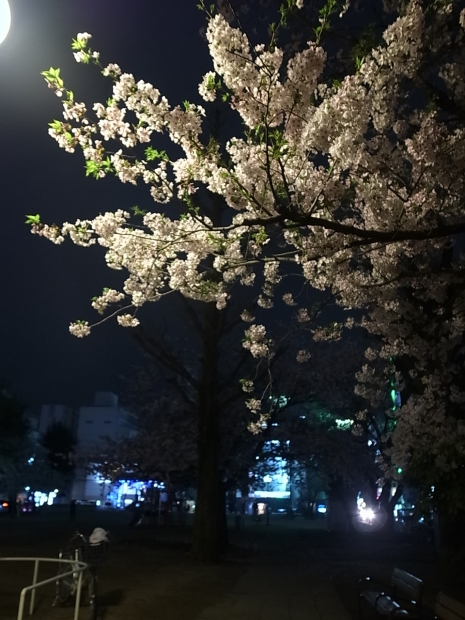 2017年の桜_f0197703_11305080.jpg