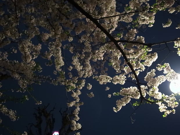 2017年の桜_f0197703_11343379.jpg