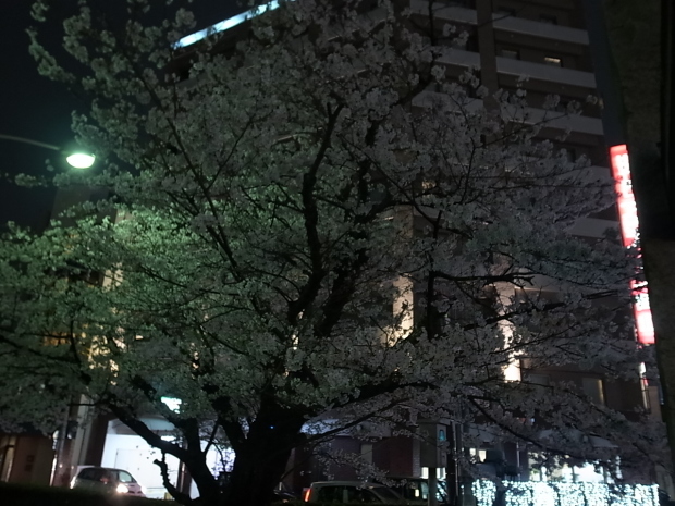 2017年の桜_f0197703_11352144.jpg