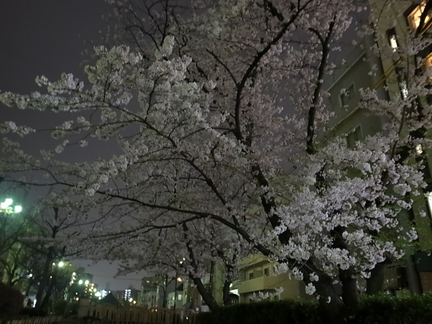 2017年の桜_f0197703_11361802.jpg