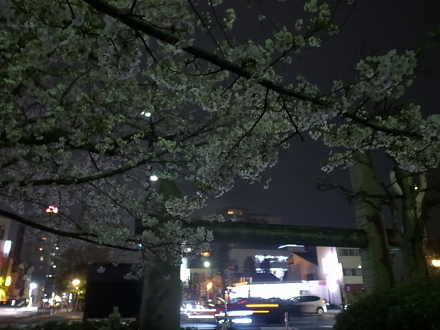 2017年の桜_f0197703_11385188.jpg