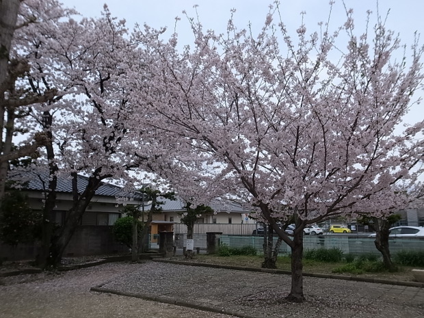 2017年の桜_f0197703_11414556.jpg