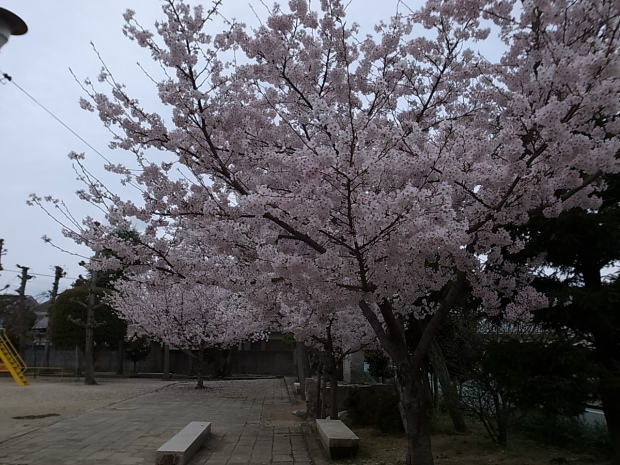 2017年の桜_f0197703_11421422.jpg