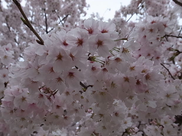 2017年の桜_f0197703_11430766.jpg