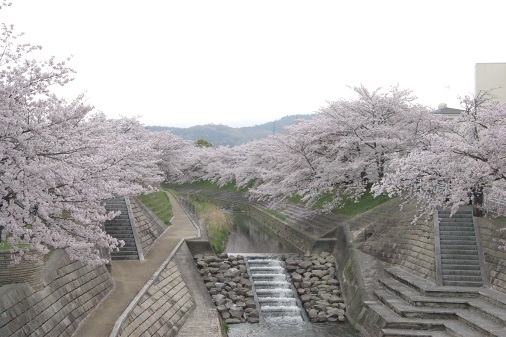 佐保川の桜並木_a0122205_13565425.jpg