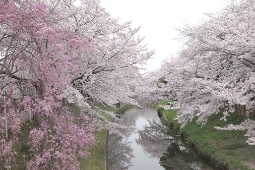 佐保川の桜並木_a0122205_13571956.jpg