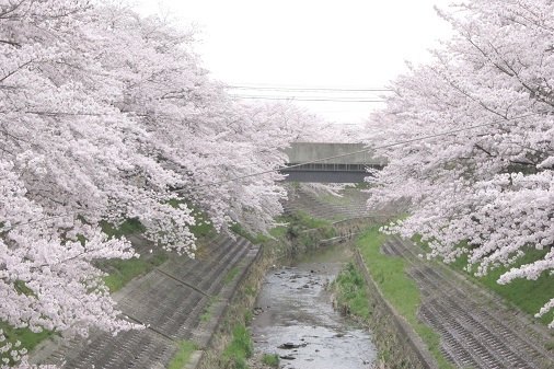 佐保川の桜並木_a0122205_13575609.jpg