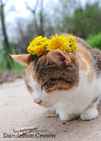 Sandyにたんぽぽの花冠を進呈_b0253205_07161864.jpg