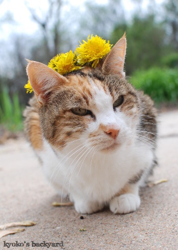 Sandyにたんぽぽの花冠を進呈_b0253205_07164271.jpg