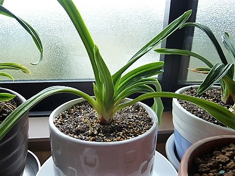 観葉植物 ドラセナと万年青 おもと Natural Garden Shueの庭いじりと日々の覚書き