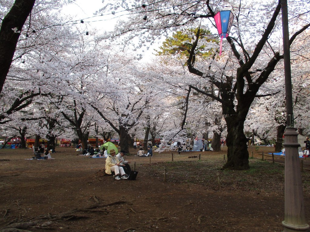 大宮公園の桜_a0138609_19531916.jpg