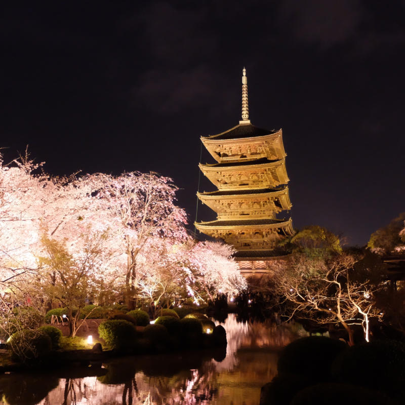  東寺の不二桜_b0045109_00433568.jpg