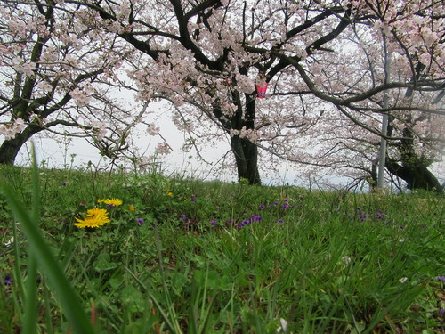 春の野に咲く花と端午の風景…2017/4/9_f0231709_17572130.jpg