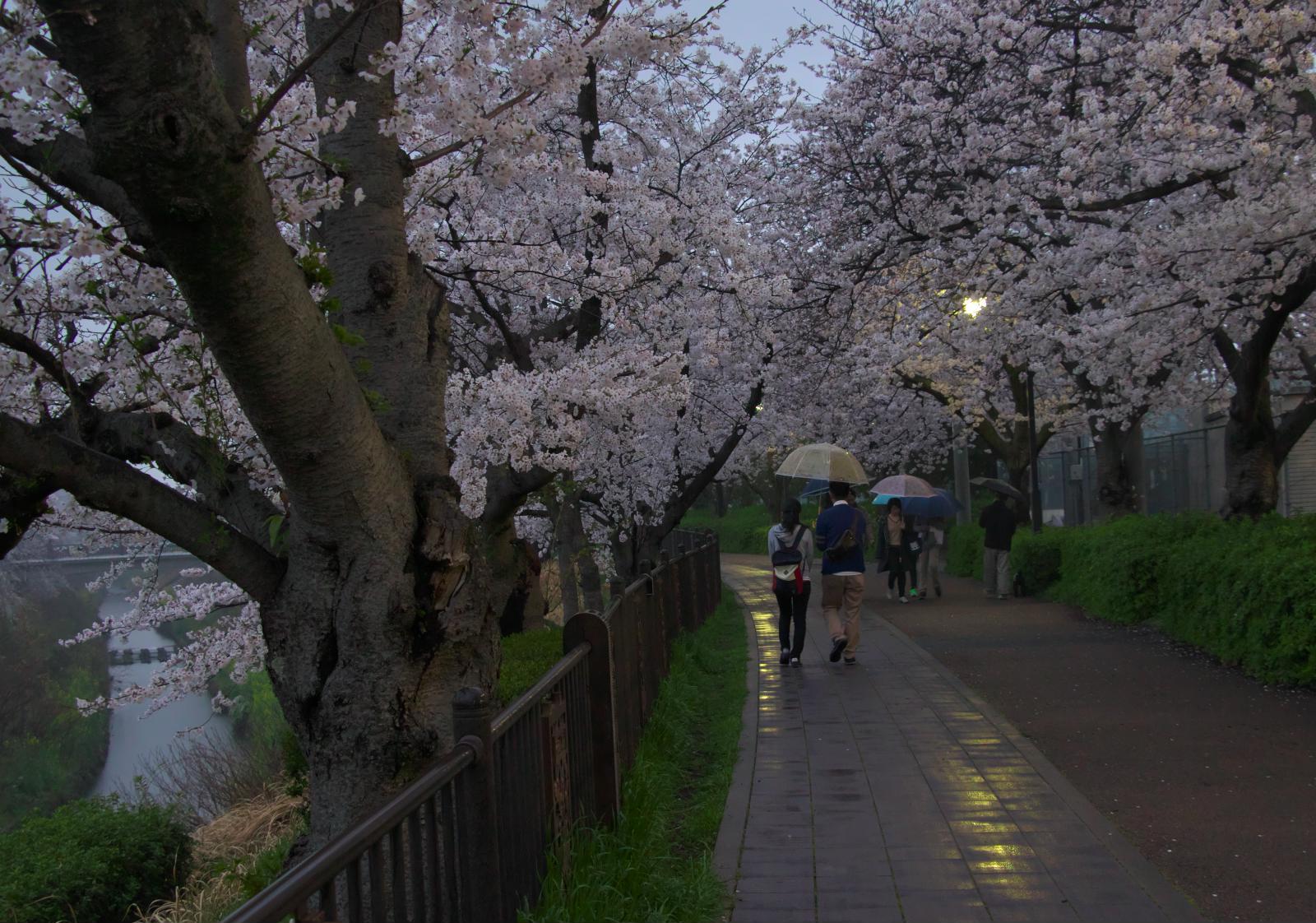 山崎川の桜（ライトアップ）_f0349409_17313499.jpg