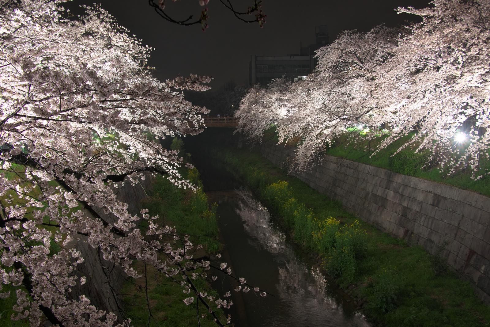山崎川の桜（ライトアップ）_f0349409_17330447.jpg