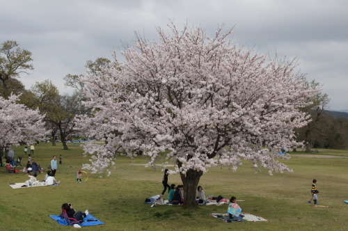 お待たせしました、桜です_a0029812_16340094.jpg
