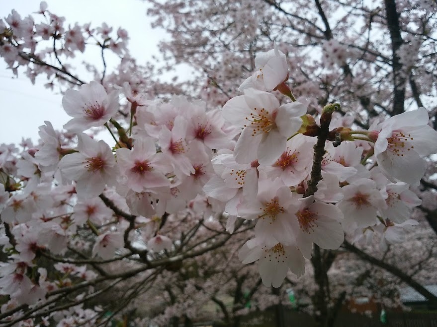 長徳寺の龍王桜を見に_e0099212_21212527.jpg