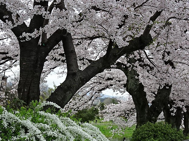 2017　京都の桜_f0130312_13435174.jpg