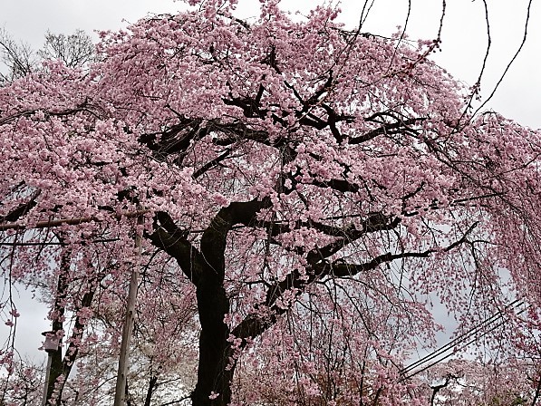 2017　京都の桜_f0130312_13450962.jpg